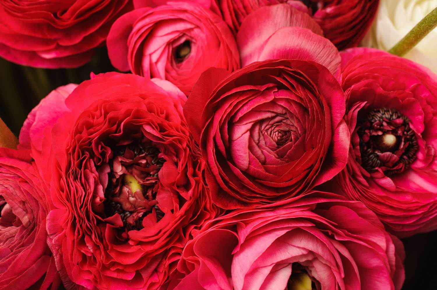 Ranunculus 'Red'